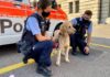 Hundediebstahl in Zürich – (Update) Pudeldame "Cannelle" ist wieder bei seinem Besitzer!