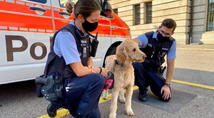Hundediebstahl in Zürich – (Update) Pudeldame "Cannelle" ist wieder bei seinem Besitzer!