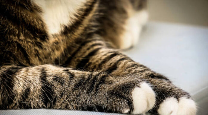 Tierquälerei in Schaan – Katzen mit Luftgewehr angeschossen