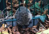 Tierrettung in Dortmund – Igel aus Zaun befreit