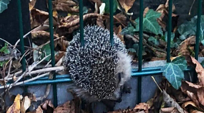 Tierrettung in Dortmund – Igel aus Zaun befreit