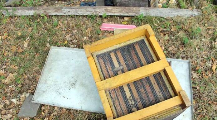 Vandalismus in Drolshagen – Unbekannte beschädigen Bienenzarge – Bienenvölker gestorben