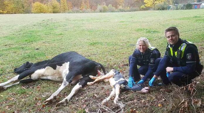 Werdohl – Ein neuer Bulle ist geboren