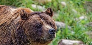 Bären in der Schweiz!