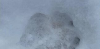 Einem wilden Wolf begegnen – so reagiert man richtig