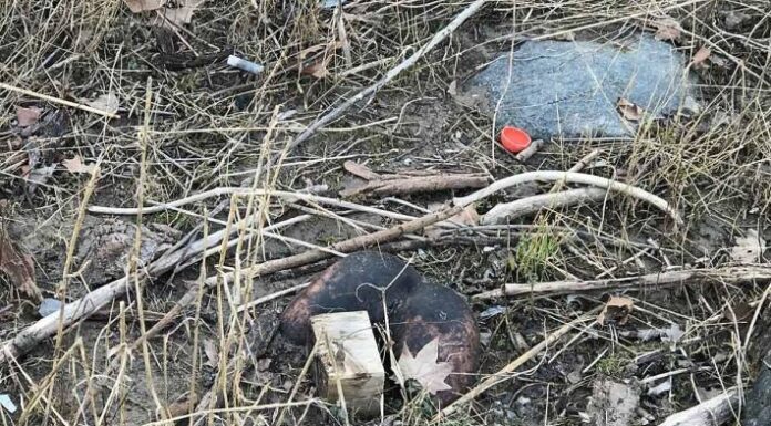 Mainz – Vermeintliche Leiche hält Polizei auf Trab