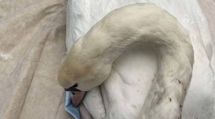 Mörfelden – LKW-Fahrer rettet Schwan