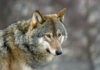 Gruppe Wolf Schweiz – Mehr Wölfe in der Schweiz auch wegen grosser Hirschpopulation