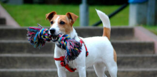 Jack Russel in der Stadt Neuenburg vor einem Geschäft misshandelt und verletzt!