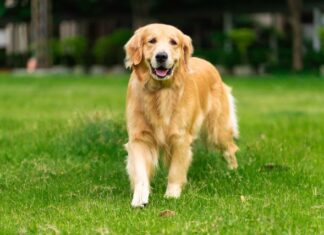 Innovation bei der Schmerztherapie für Hunde