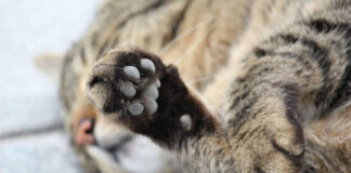 Schalksmühle – Unbekannte schießen auf eine Katze