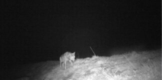 Säntis AR – Wolf reisst Hirschkuh im Jagdbanngebiet