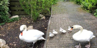 Speyer – Schwanenfamilie in Wohngebiet verirrt