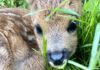 Erfolgreiche Rehkitzrettung im Kanton Appenzell Innerrhoden