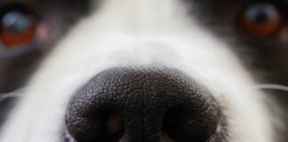 Winterthur ZH – Polizeihund findet gestohlene Handtasche