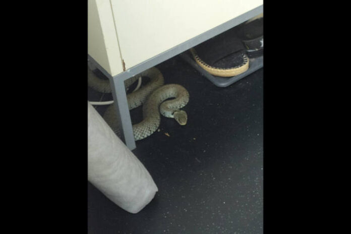 dortmund-schwieringhausen-schlange-im-haus