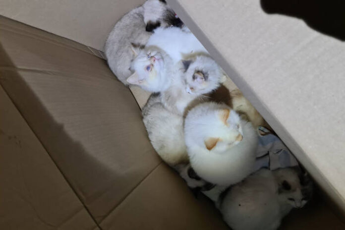 schellerten-sechs-katzen-auf-offener-strae-ausgesetzt