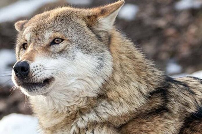 stadt-chur-gr-ein-wolf-zog-durch-die-stadt