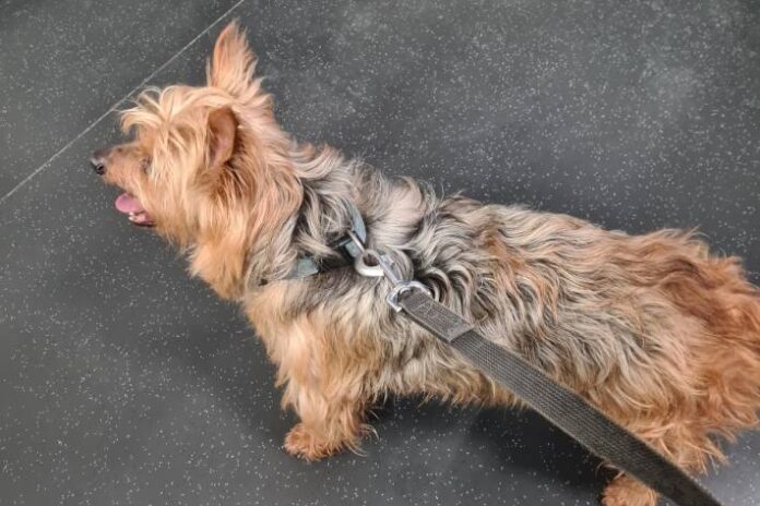 trier-yorkshire-terrier-aufgefunden
