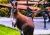 Wegberg – Freilaufendes Känguru – Polizei sucht Eigentümer