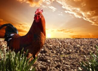 Hinein in die Woche 3 der Schulferien: Morgenstund hat Gold im Mund.