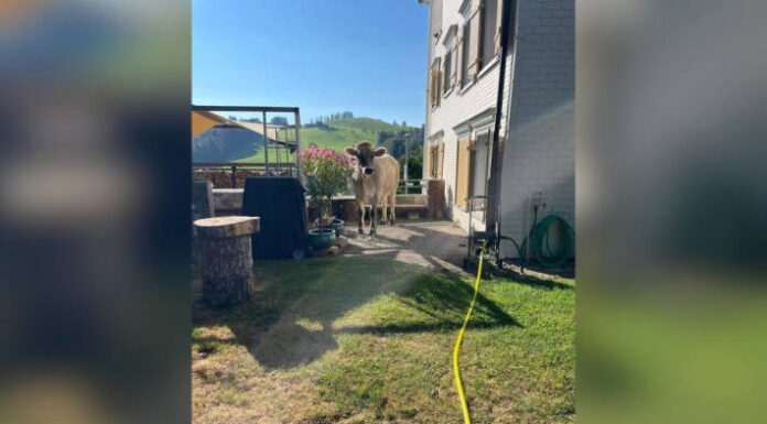 Herisau AR – Rindvieh ausgebüxt