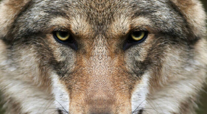 Kanton GL – Tote Yaks – Wolf war nicht beteiligt