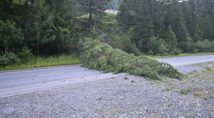 Triesenberg – Gefällte Tanne blockiert Strasse