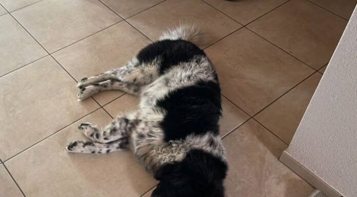 Burg AG – Hund angeschossen – tot!