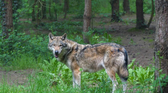 Im Krauchtal abgeschossen – Glarner Wildhut erlegt einen Wolf