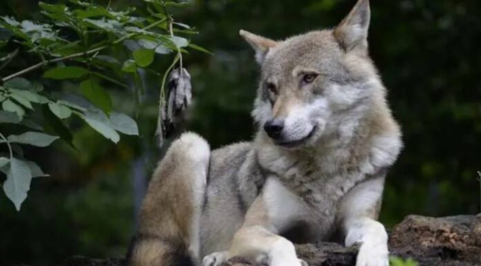 Kanton Uri – Wolf zum Abschuss freigegeben
