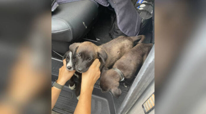 Münster – Polizei befreit Hundewelpen von mutmaßlich illegalen Tierhändlern