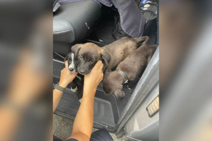 munster-polizei-befreit-hundewelpen-von-mutmalich-illegalen-tierhndlern