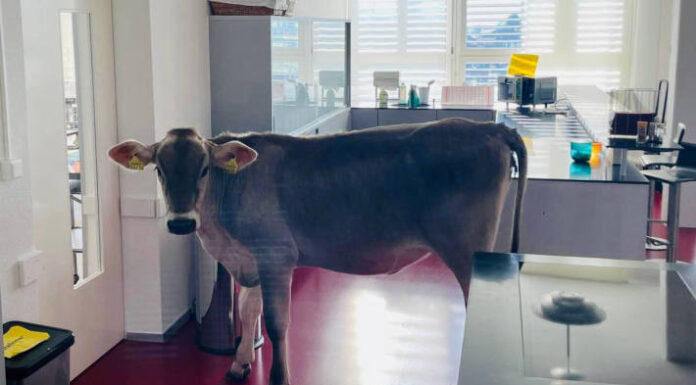 Uster ZH – Polizei stellt flüchtige Kuh in der Mensa