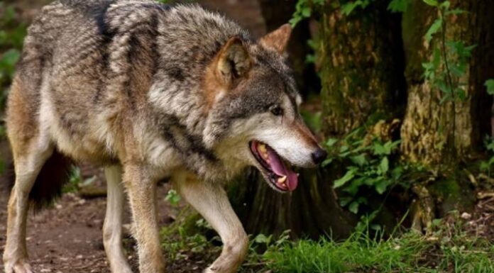 Wallis – Antrag auf Regulierung des Wolfsrudels im Val d'Hérens