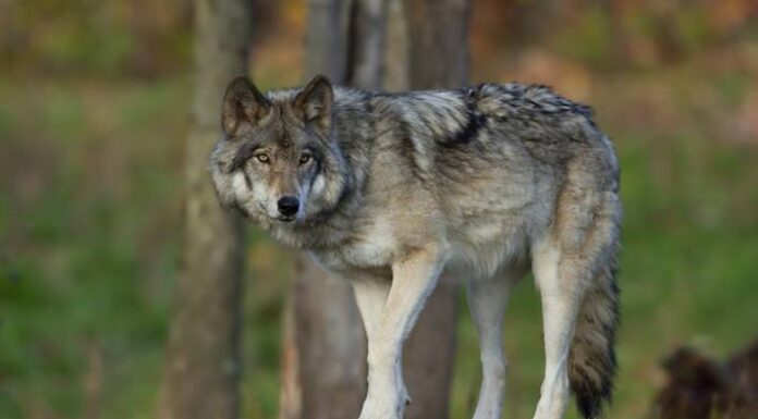 Bern – Wolfspopulation soll laut Bundesrat reguliert werden