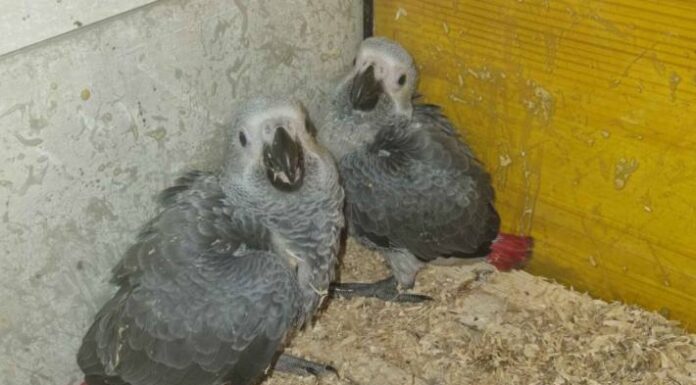Dulliken SO – Vier Vögel aus Voliere gestohlen