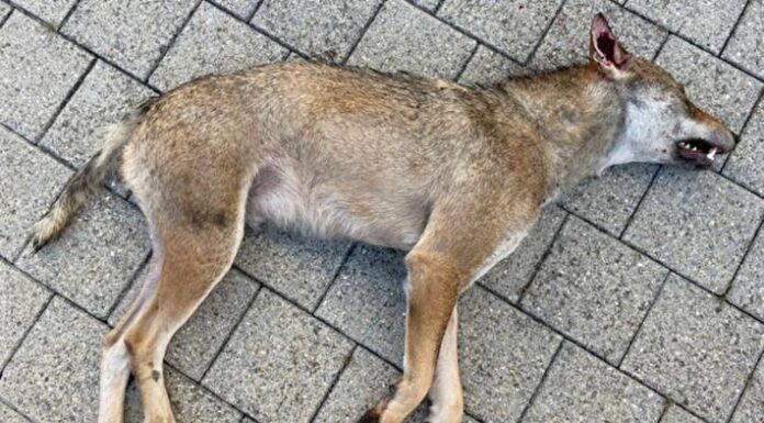Giswil OW – Wolf von Auto überfahren und getötet