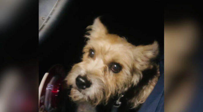 Köln – Herrchen in Haft – Hund „Lilli“ dem Tierschutz übergeben