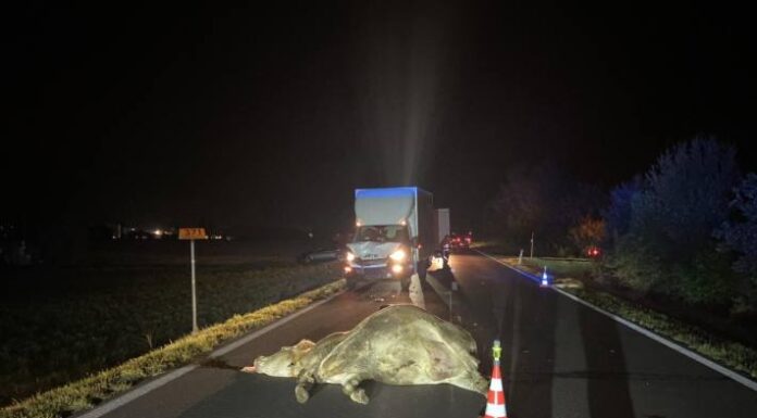 Villmergen AG – Kuh und Kalb durch Kollision mit Lieferwagen getötet