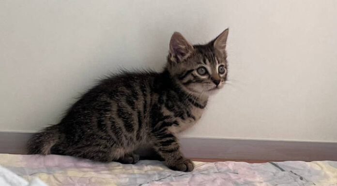Wien – Mutterkatze und Kitten vor sicherem Tod gerettet