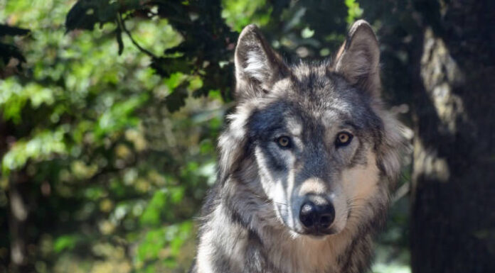 Termen VS – Wolf tot aufgefunden – Untersuchung eingeleitet