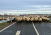 A39 Braunschweig – Schafherde auf der Autobahn