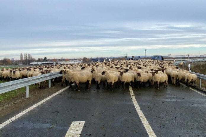a39-braunschweig-schafherde-auf-der-autobahn