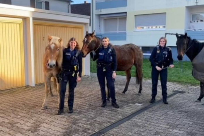bobenheim-roxheim-pferde-auf-abwege