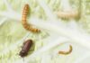 Mit Küchenabfällen Insektenzucht & Insekteneiweiss als Tierfutter