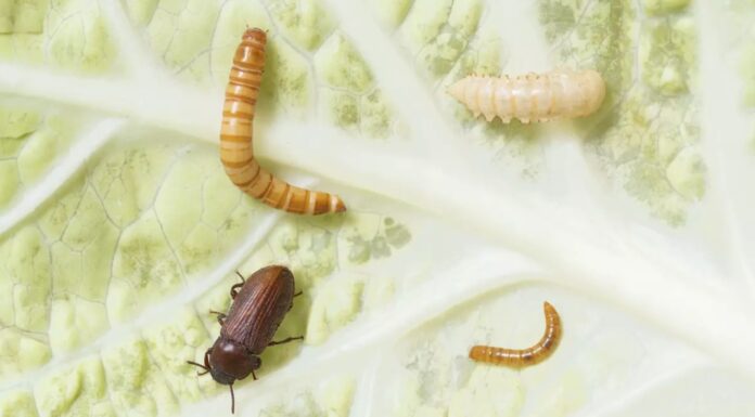 Mit Küchenabfällen Insektenzucht & Insekteneiweiss als Tierfutter
