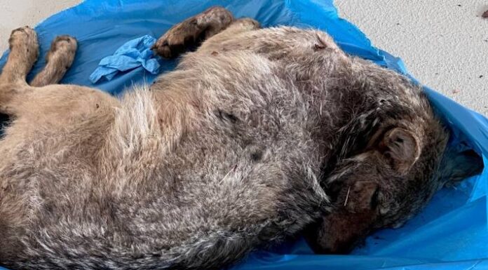 Behrenhoff – Es war doch kein Hund