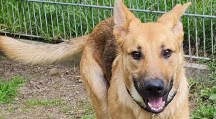 Bremen – Herrenloser Hund aus Zug sucht Besitzer