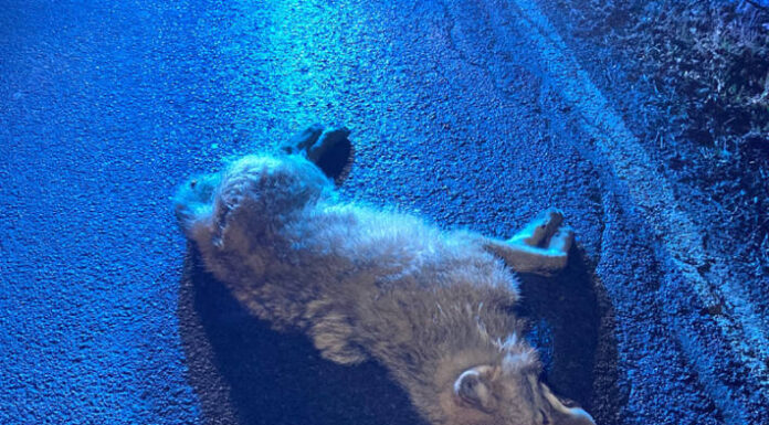 Wolf auf der Kantonsstrasse zwischen Netstal und Näfels angefahren und getötet